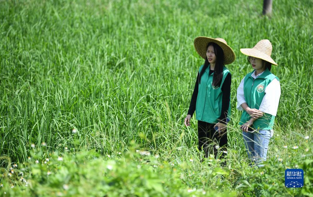 金佰利菲律宾真人在线